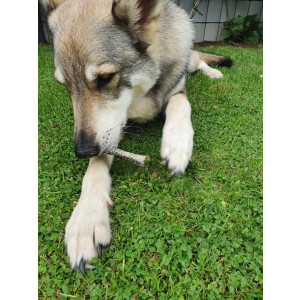 Lachshaut - Stangen 5kg